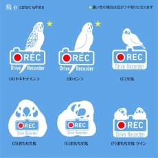 画像1: ＜Drive Recorder ●REC＞カッティングステッカー　（インコ・文鳥）　 デザイン・英・日メッセージが選べます！ (1)